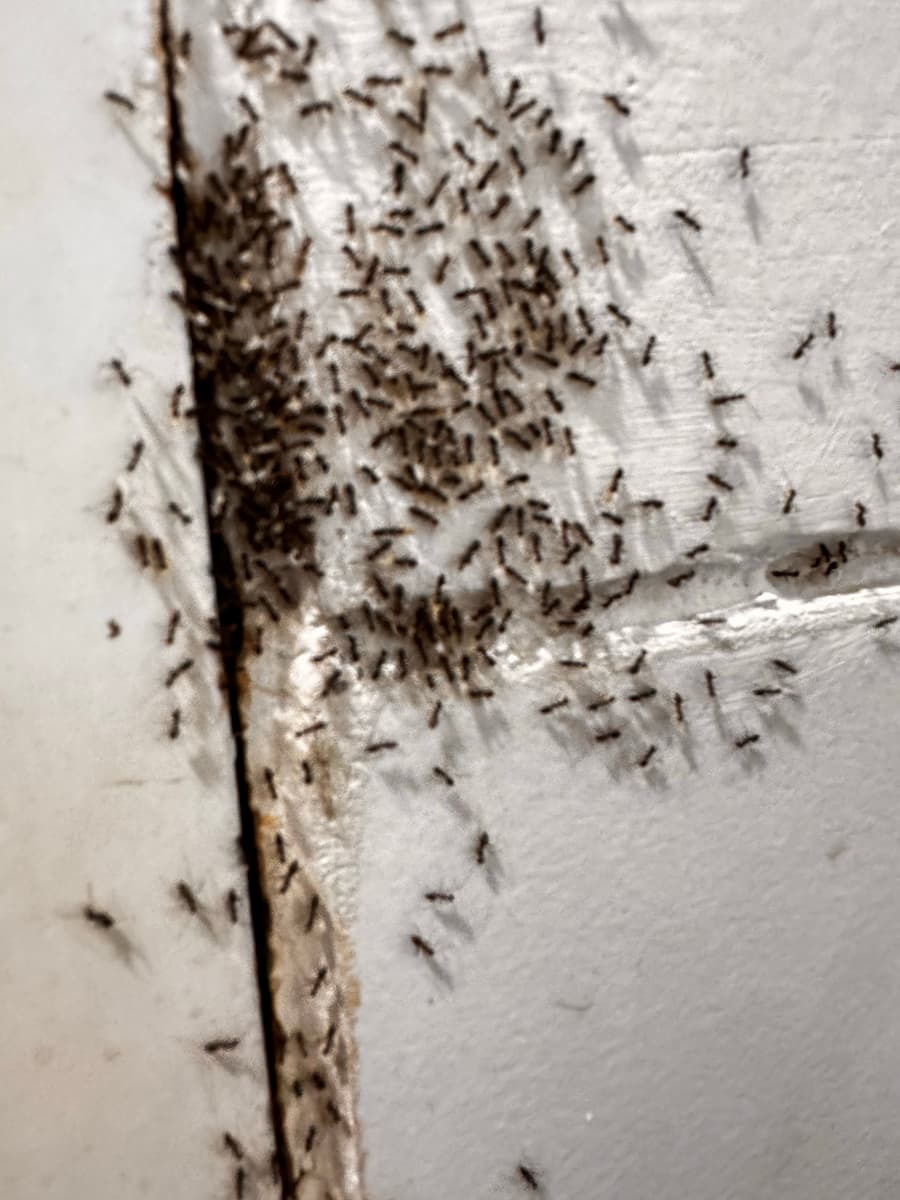 Traitement des fourmis