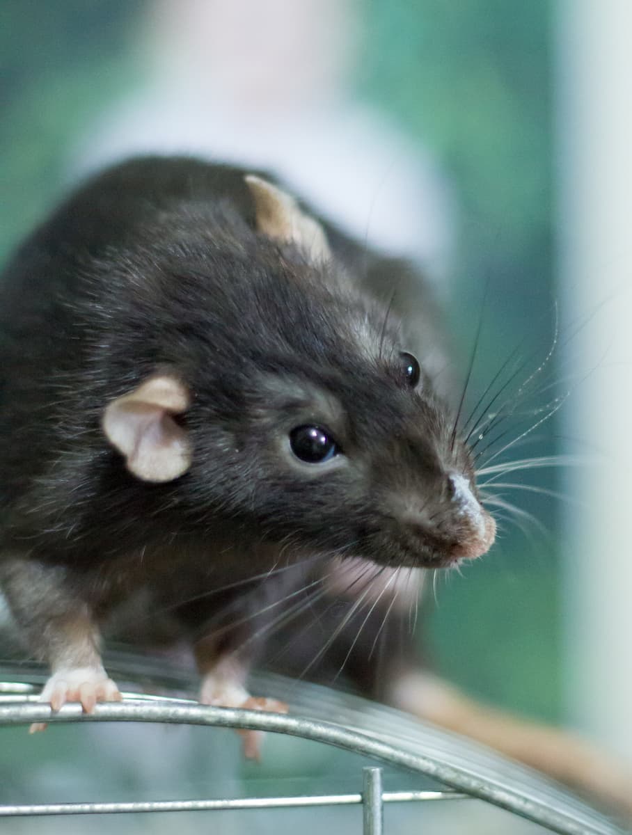 Dératisation rats