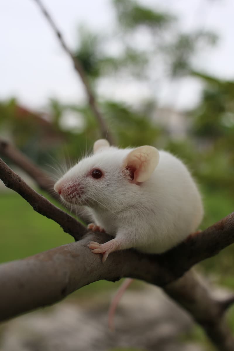 Dératisation souris